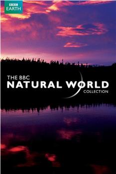 BBC 自然世界 2010 神秘的豹观看